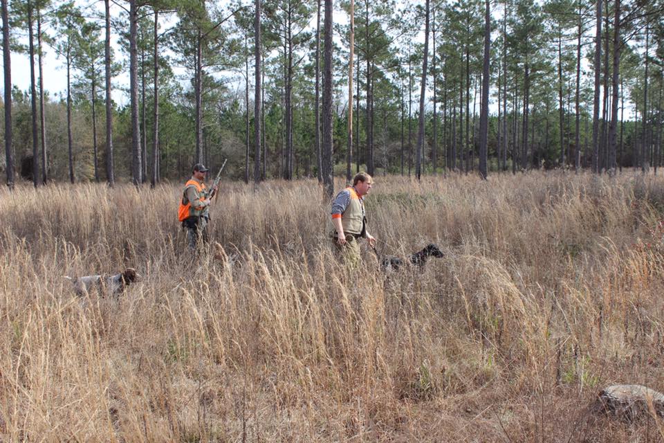 Quail Hunt