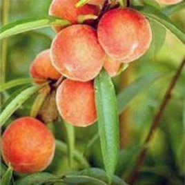 Belle Georgia Peach