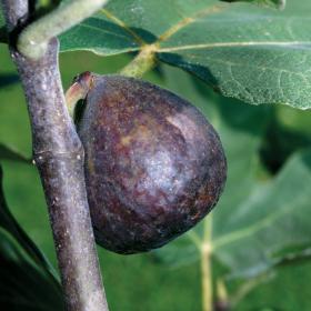Brown Turkey Fig