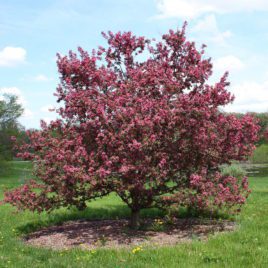Crabapple Tree