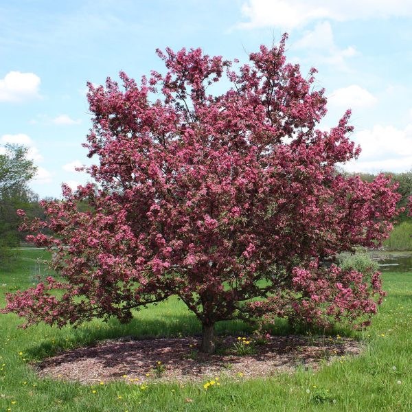 Crabapple Tree