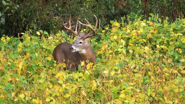 Gen2 Soybeans & Northern Blend: Whitetail Soybeans - Image 3