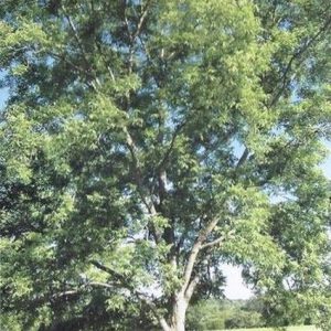 Elliott pecan tree