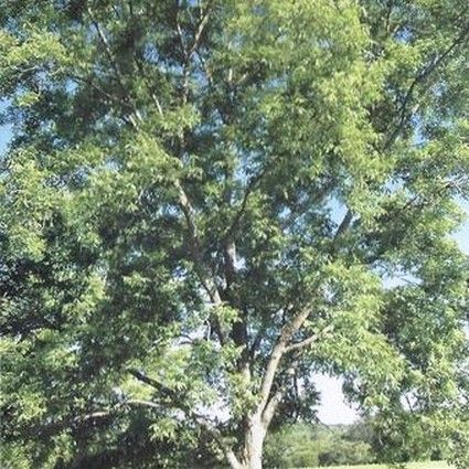 Elliott pecan tree