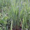 Whitetail Harvest Salad 25 LB-1/2 Acre - Image 3
