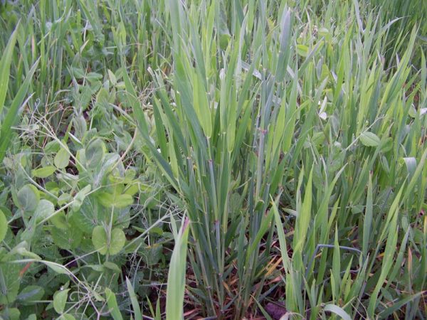Whitetail Harvest Salad 25 LB-1/2 Acre - Image 3