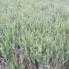 Whitetail Harvest Salad 25 LB-1/2 Acre - Image 4