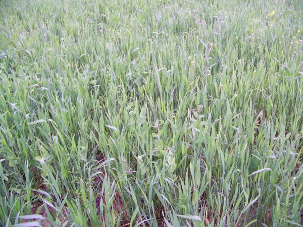 Whitetail Harvest Salad 25 LB-1/2 Acre - Image 4