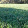 Whitetail Harvest Salad 25 LB-1/2 Acre - Image 5
