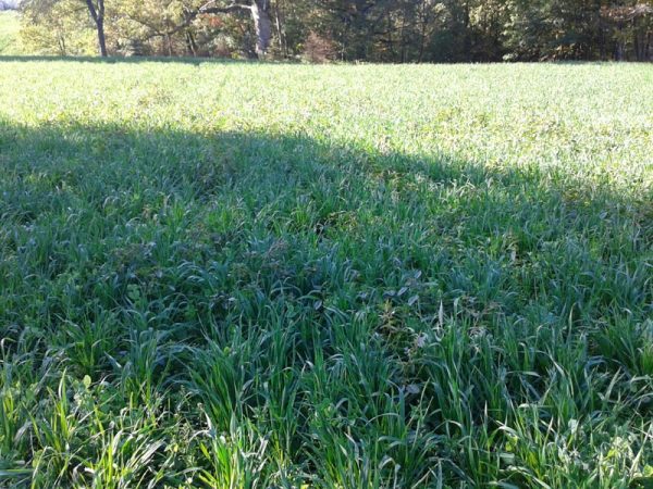 Whitetail Harvest Salad 25 LB-1/2 Acre - Image 5