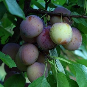 Methley plums