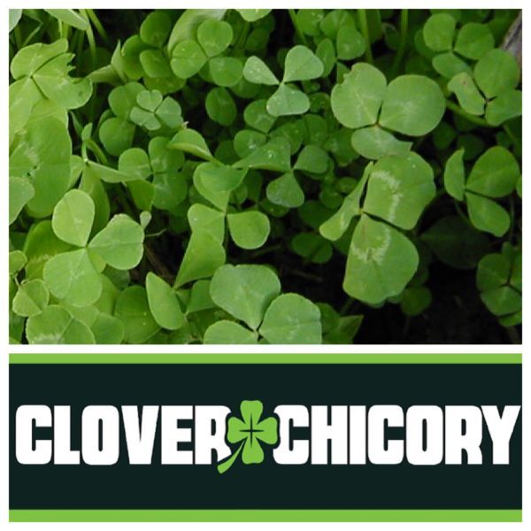 Clover Chicory