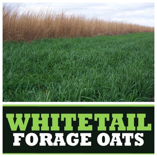 Whitetail Forage Oat Blend 50 LB/1 Acre