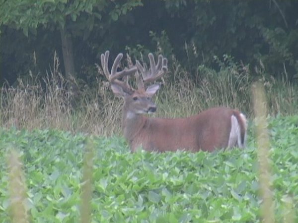 Gen2 Soybeans & Northern Blend: Whitetail Soybeans - Image 4