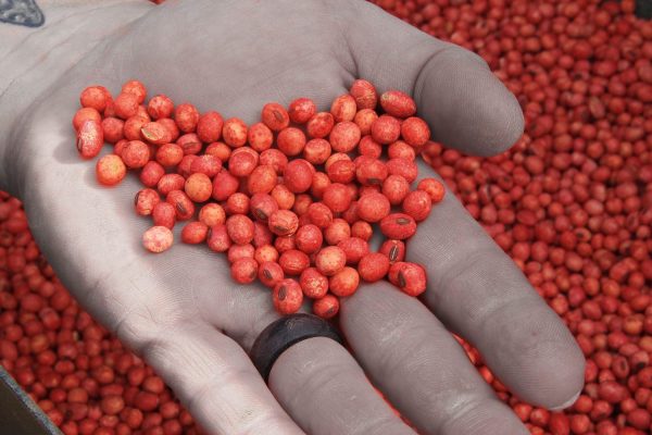Gen2 Soybeans & Northern Blend: Whitetail Soybeans - Image 2