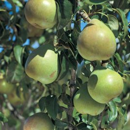 Bartlett Pear Tree