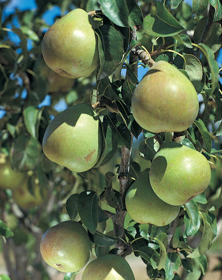 Bartlett Pear Tree