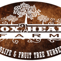Nursery Trees