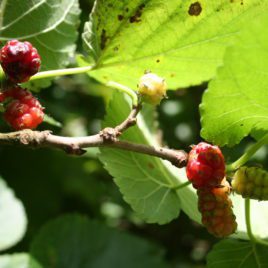 Mulberry Trees