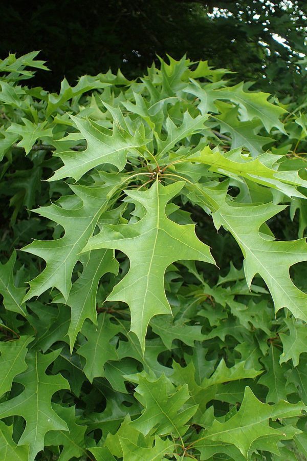 Nuttall Oak Trees-4-6 ft