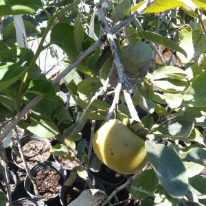 fuyu persimmon