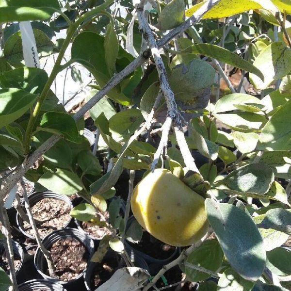 fuyu persimmon