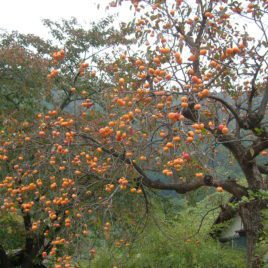 Fuyu Persimmons