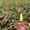 Plot Topper 3 lb for 1/2 acre - Image 2