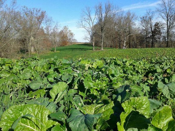 Plot Topper 3 lb for 1/2 acre - Image 5