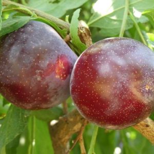 santa rosa plum