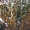 Upland Game Blend 25 LB/1 Acre - Image 4