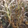 Upland Game Blend 25 LB/1 Acre - Image 3