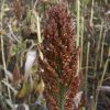 Upland Game Blend 25 LB/1 Acre - Image 5