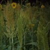 Upland Game Blend 25 LB/1 Acre - Image 6