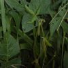 Upland Game Blend 25 LB/1 Acre - Image 7